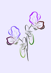 Vector illustration of sweet pea flowers