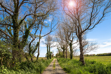 Tree Lined Gravel Road under Blue Sky
