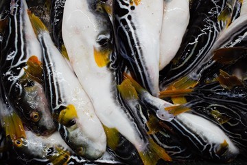 Fresh fugu (pufferfish) at Jagalchi Fish Market, Busan, Korea - obrazy, fototapety, plakaty