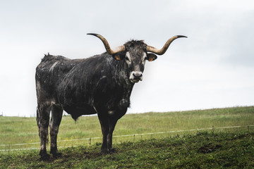 Ganaderia local de Cantabria en el norte de España. Toro con cuernos grandes.