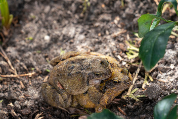 Couple of frogs making love in my garden