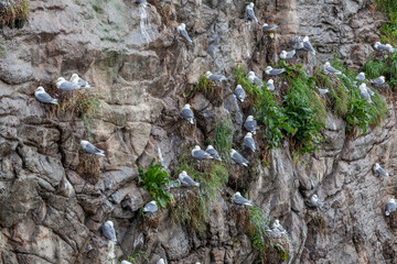 Seagull nesting in Lofoten Islands, Norway. selective focus