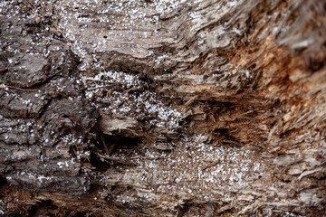 bark of tree