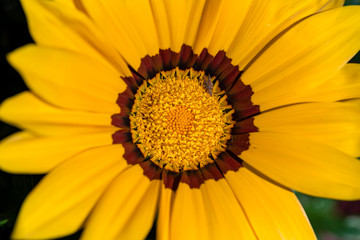 Gazania gialla