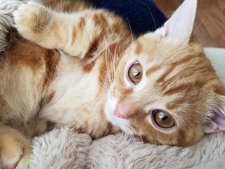 遊んで欲しい子猫