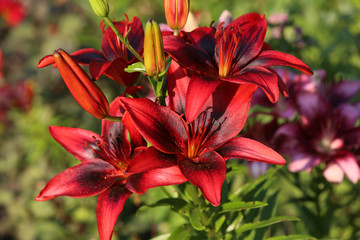 Red Asiatic Lily, close-up, sharpness on one of the flowers, blurred green garden background