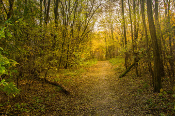 autum road in the forest