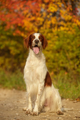 Irish red and white setter outdoor in autumn