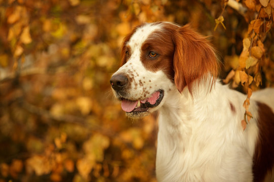 Irish red and white setter outdoor in autumn