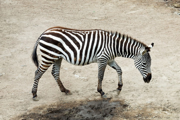 Fototapeta na wymiar Beautiful zebra for a walk. Wild nature.