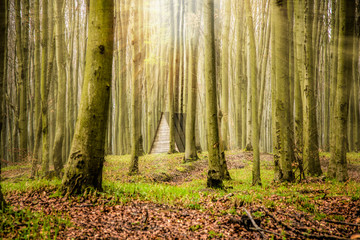 Poranek w lesie. Drzewa las tło. © Pa