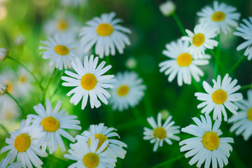 daisies on green grass