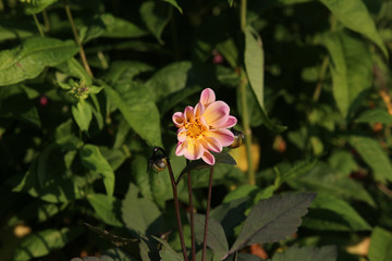 on a thin stem, pink flower with a light yellow middle, two flower buds next to it, a blurred green garden background