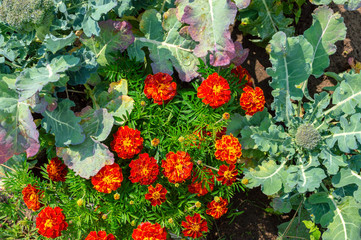 White cabbage and marigold flowers grow together in the garden. Top view