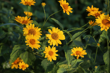 several yellow daisies close-up, sharpness on some flowers, blurred green garden background