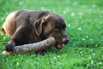 portrait of a brown labrador, gnawing on the end of a piece of wood, lying in a clover meadow
