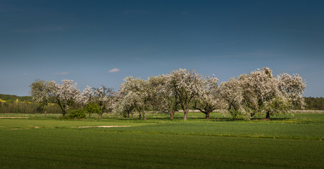 sunset over the apple-court 