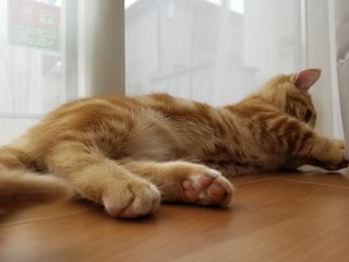 床で寝転ぶ子猫の肉球