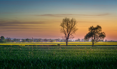 sunset over the field