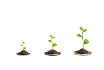 young plant growing from soil