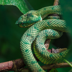 Pit Viper, green snake, borneo, bako park