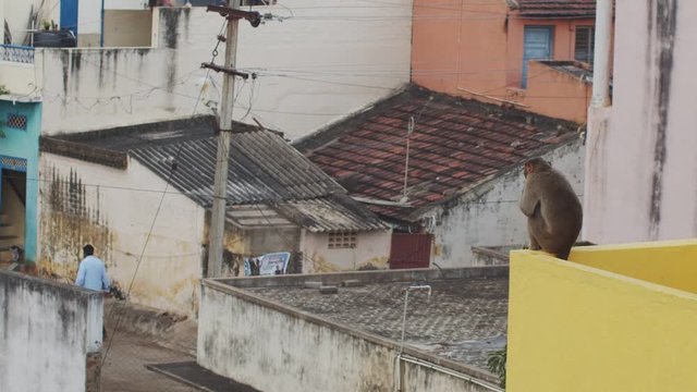 Back view of monkey sitting on roof edge looking at man walking on indian street. Asian city town with few people and macaque resting on building. Oriental style lifestyle travel tourism concept