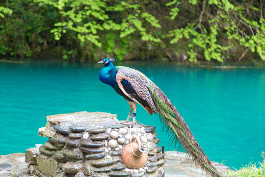 peacock on a chain, near the blue lake of Abkhazia