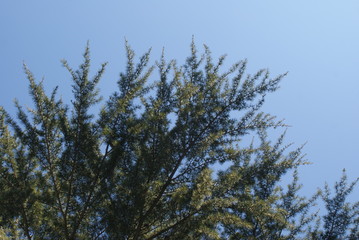Tbilisi is the capital of Georgia. Hills and streets