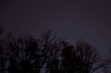 black tree silhouettes in the night sky with stars