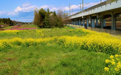 春　菜の花　高架橋　風景　杤木
