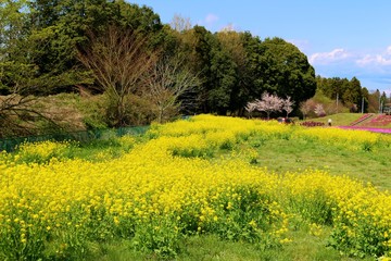 春　菜の花　野原　風景　杤木