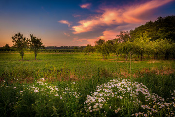 sunset over the field