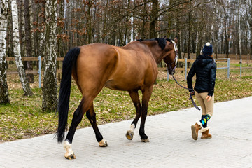 Young woman on a walk with her bay horse. Back view. Horse ona a lead rope.