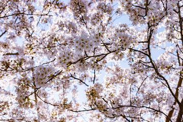 Pink cherry blossom (sakura) in park