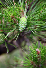 Close up of pine leaves and fruits
