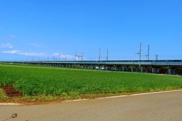 春　麦畑　高架橋　道　風景　杤木