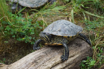 tortue