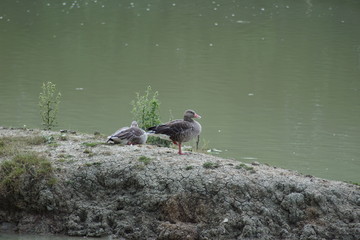 canard