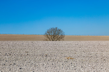 A tree and ploughed fields beneath a clear blue sky © lemanieh