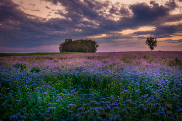 flowers field in sunset and tree