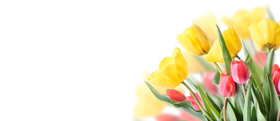 Closeup of tulip bouquet in garden isolated on white background. Creative spring flower bud frame....