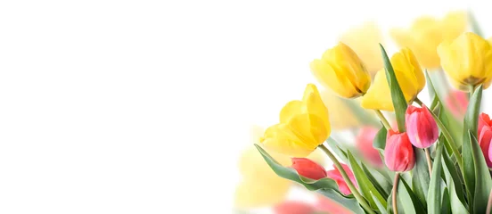 Rolgordijnen Closeup of tulip bouquet in garden isolated on white background. Creative spring flower bud frame. Easter, mother's day and seasonal holiday spring banner. © hitdelight