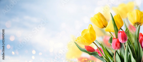 Closeup of tulip bouquet in garden with bokeh background. Creative spring flower bud frame. Easter, mother's day and seasonal holiday spring banner.
