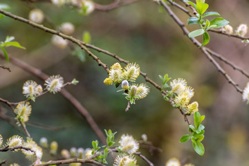 Fototapeta premium Branch with catkins growing in Spring