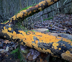 Dead wood in English woodland with contrasting orange fungus or lichen growing on it