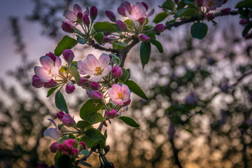 apple-tree flowers in the garden