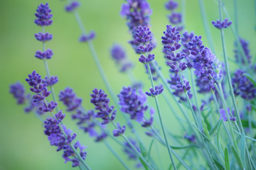 Naklejka premium kwiaty lawendy w ogrodzie