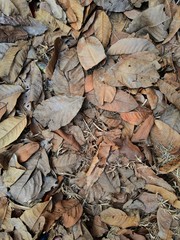 Dry leaves on the lawn