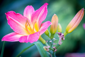 Obraz na płótnie Canvas close up of pink lily