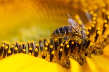 Honey bee pollinating flower. Macro view sunflower seeds and insect searching nectar. Shallow depth of field, selective focus photo